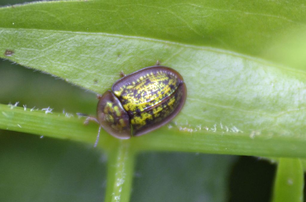 Cassida canaliculata, Chrysomelidae